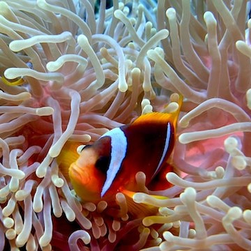 clown fish hiding in anemone