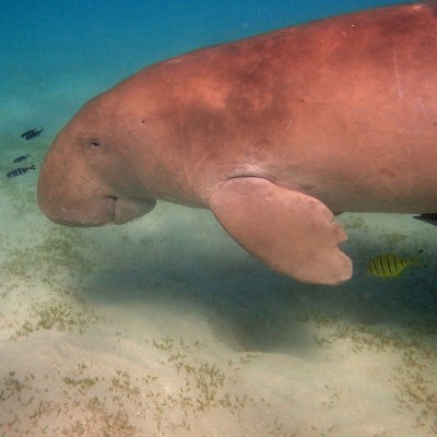 Dugong in seen while diving in Asia