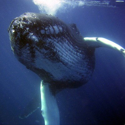 humpback whale swimming in Africa