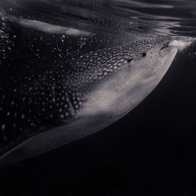 Whale Shark feeding at the surface