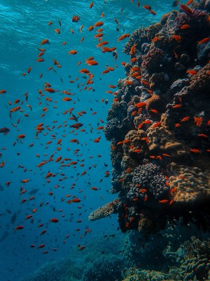 fish swimming around coral reef