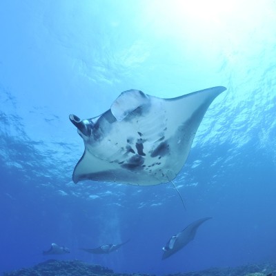 Manta Ray swimming above a diver.