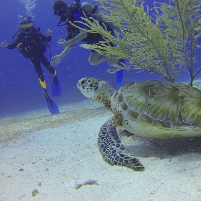 Turtle near divers