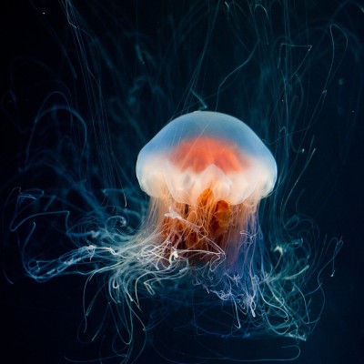 Beautifyl Jellyfish