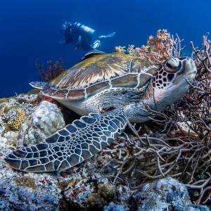 Scuba Diver and Turtle
