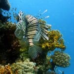 lionfish in the ocean next to a reef