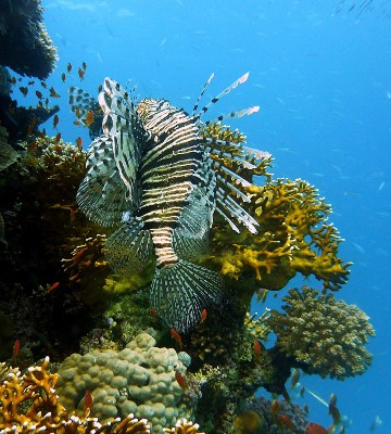 lionfish in the ocean next to a reef