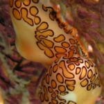 Flamingo Tongue Snails on Coral